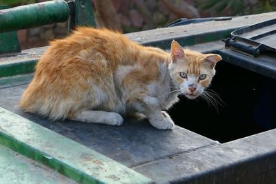 Portrait of cat sitting on water storage tank