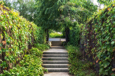 Footpath amidst trees in park