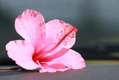 Close-up of pink flower against blurred background