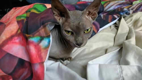 Close-up of cat relaxing on bed