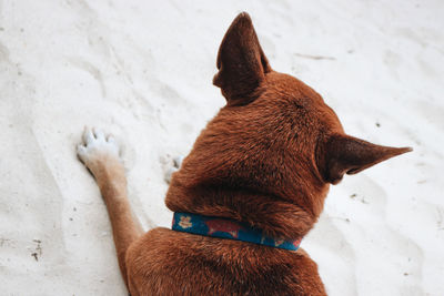 High angle view of a dog on snow