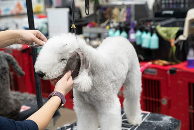 Close up of a dog being groomed on a grooming table by an animal groomer for a dog show