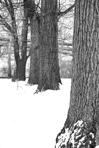 Snow covered trees in forest