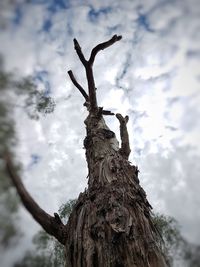 Low angle view of tree trunk