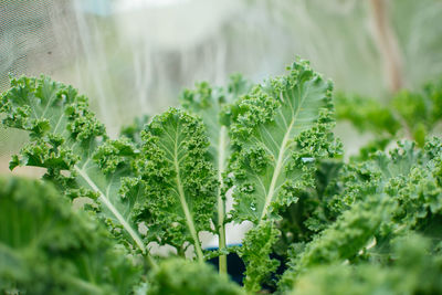 Close-up of fresh green plant