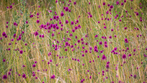 Full frame shot of grass