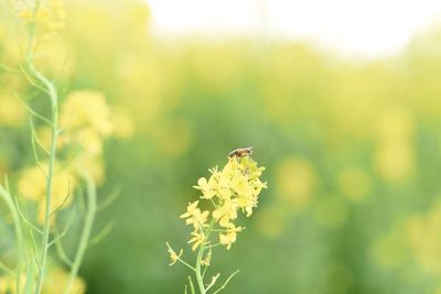 Close-up of insect on yellow flower