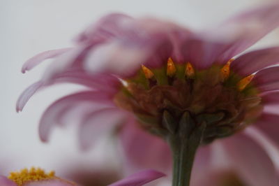 Close-up of flower blooming outdoors