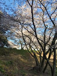 Scenic view of trees growing on field against sky