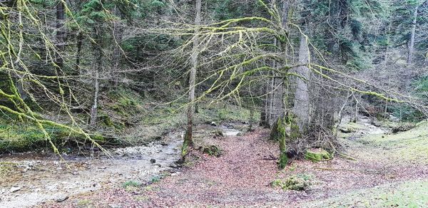 View of trees in forest