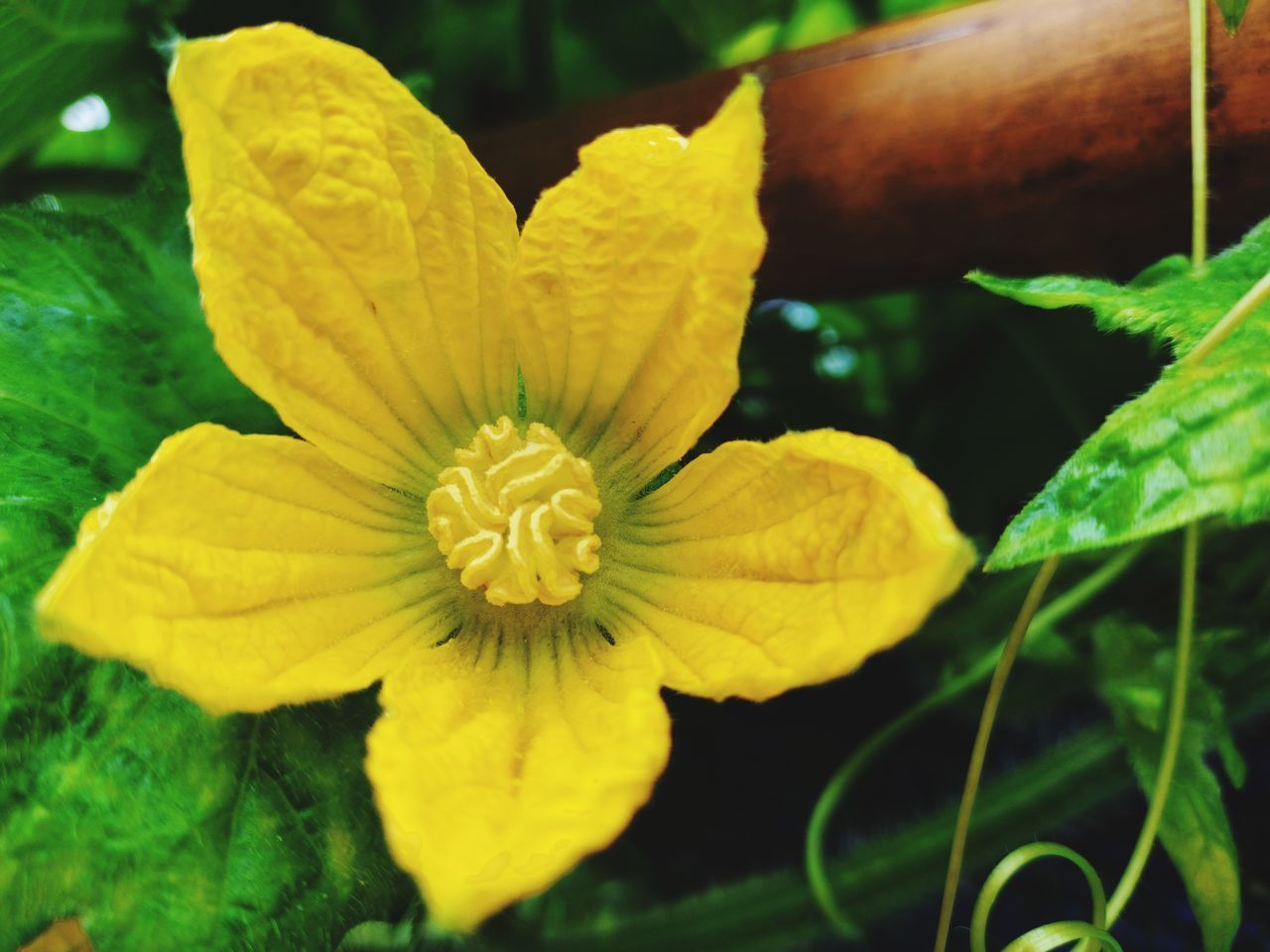 CLOSE-UP OF YELLOW FLOWERING PLANTS