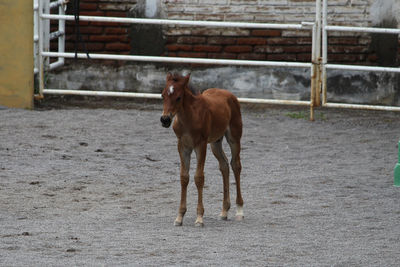 Horse standing in ranch