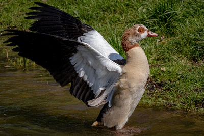 Close-up of a bird flying in the field