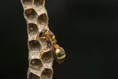Ropalidia fasciata- paper wasp	
