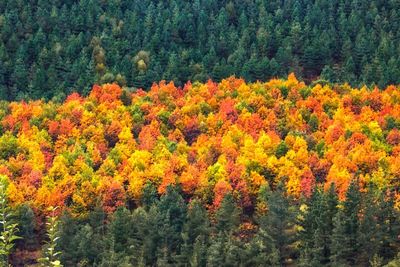 Trees growing in a row