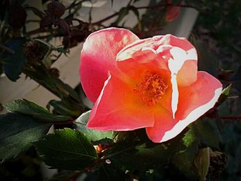 Close-up of red flower