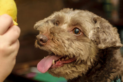 Close-up of hand holding dog