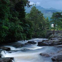 Scenic view of waterfall in forest