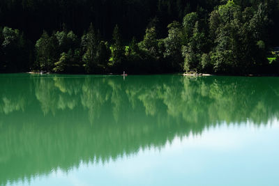 Scenic view of lake in forest