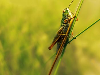 Close-up of damselfly on leaf