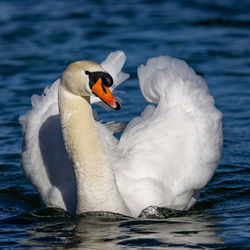 Swan swimming in lake