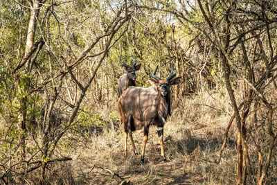 Deer in the forest