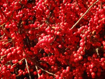 Full frame shot of red berries