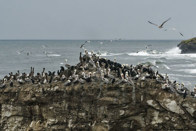 Seagulls flying over sea against sky