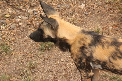 Dog standing on field