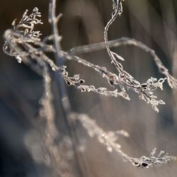 Close-up of frozen plant