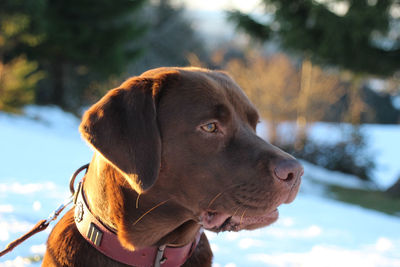 Close-up of dog looking away