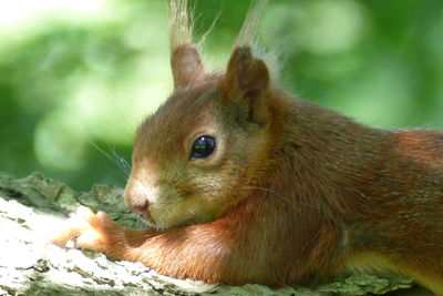 Close-up of squirrel