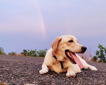 Close-up of dog looking away