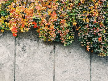 Ivy on concrete wall