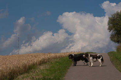 Two dogs on empty road in the countryside