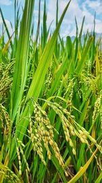 Close-up of crops growing on field