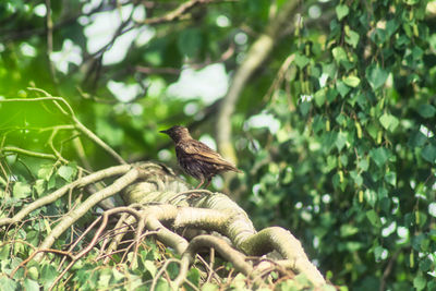 Bird perching on a tree