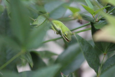 Close-up of insect on leaf