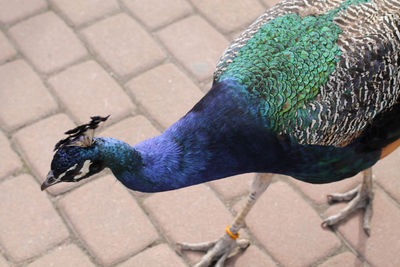 Close-up of bird on footpath