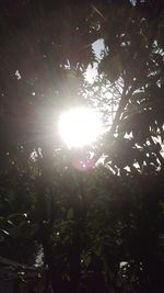 Low angle view of sunlight streaming through tree