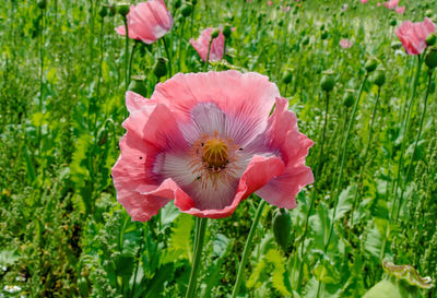 Close-up of pink poppy flower on field