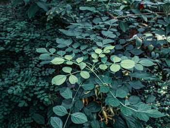 High angle view of flowering plant