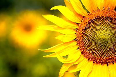 Close-up of yellow sunflower