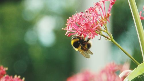 Close-up of bee pollinating on flower