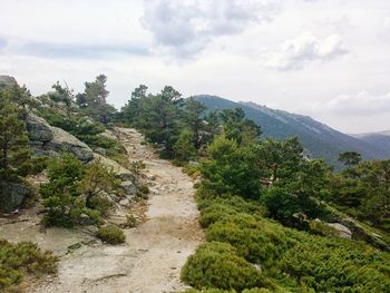 Trees on mountain against sky