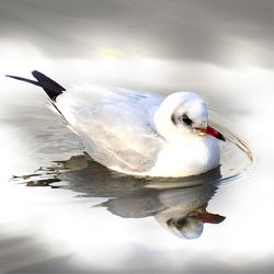 Close-up of seagull swimming in lake