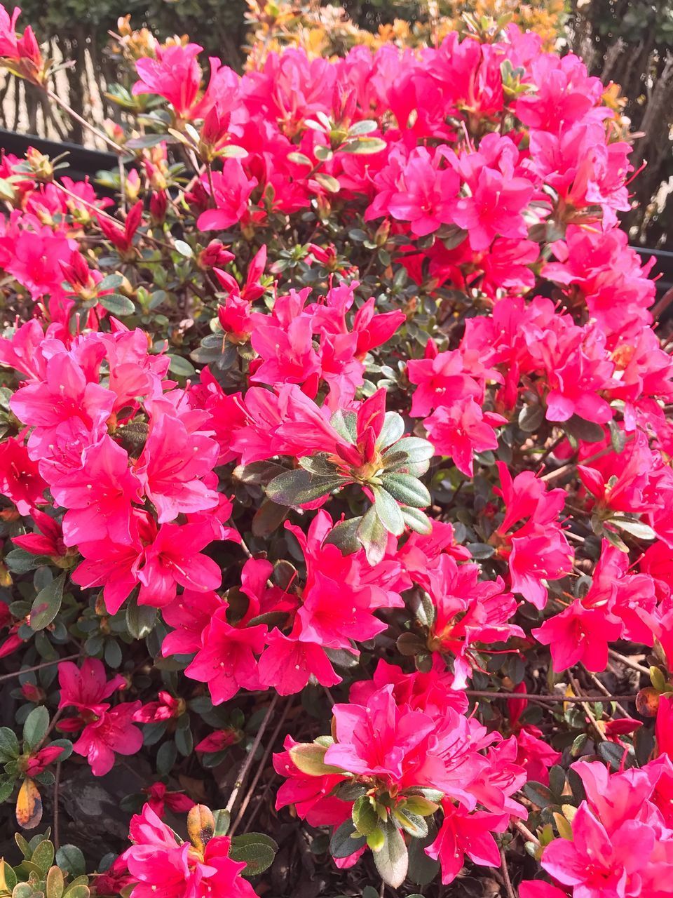 HIGH ANGLE VIEW OF PINK FLOWERS