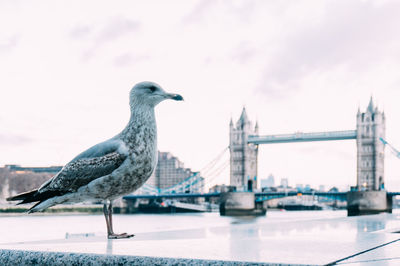 Seagull perching on a bridge
