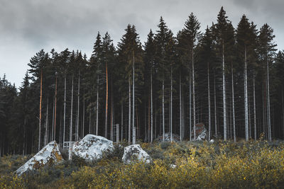 tree