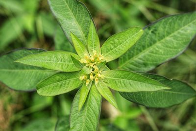 High angle view of green leaf